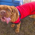 Photo of Daisy
