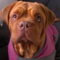 Photo of Daisy