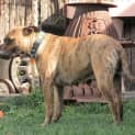 Photo of Lovely Lady Good W Cats Kids Dogs