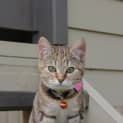 Photo of Sienna