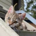 Photo of Sienna