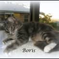 Photo of Boris 