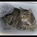 Photo of Susie
