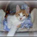 Photo of Turbo