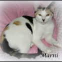 Photo of Marni