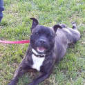 Photo of Ollie   Loves Other Dogs! 