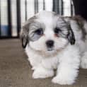 Photo of Buster ~ Maltese X Shih Tzu Puppy (Trial 13/7/16)