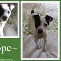 Photo of Hope