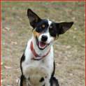 Photo of Jangus