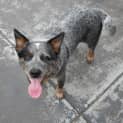 Photo of Beau The Beautiful Blue ... Dog/Cat Friendly
