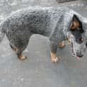 Photo of Beau The Beautiful Blue ... Dog/Cat Friendly