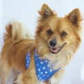 Photo of Odie