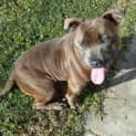 Photo of Arnie