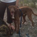 Photo of Tango