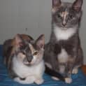 Photo of Lucy & Sophie (Sister Calico Kittens)