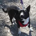 Photo of Sox