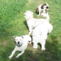 Photo of Juliette * Calm, Loving N Loyal*