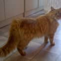 Photo of Whiskey