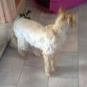 Photo of Whiskey