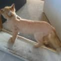 Photo of Whiskey