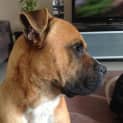 Photo of Thor