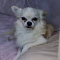 Photo of Roscoe