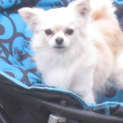 Photo of Roscoe