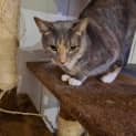 Photo of Rosie