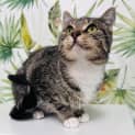 Photo of Little Lady Located In Malvern East