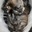 Photo of Rogue