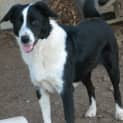 Photo of Rosie