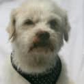 Photo of Sherman