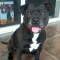 Photo of Cordy