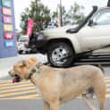 Photo of Boe
