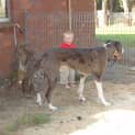 Photo of Dozer