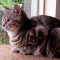 Photo of Blossom