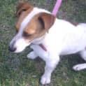 Photo of Mickey ~Loyal And Dependable~