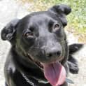 Photo of Gypsy (On Trial 10/11/13)