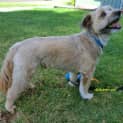 Photo of Monty *On Trial In His New Home*
