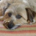 Photo of Monty *On Trial In His New Home*