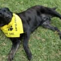 Photo of Bella *On Trial In Her New Home*