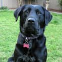 Photo of Bella *On Trial In Her New Home*