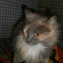 Photo of Molly