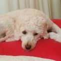 Photo of Mitzy
