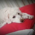 Photo of Mitzy