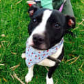 Photo of Chester