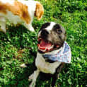 Photo of Chester