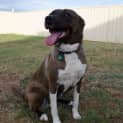 Photo of Lily *On Trial In Her New Home*