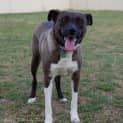 Photo of Lily *On Trial In Her New Home*