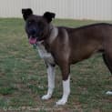 Photo of Lily *On Trial In Her New Home*